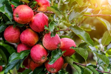 Ağaçta kırmızı elmalar. Toplamadan önce elma bahçesinde olgun elmalar. Elma bahçesi. Bir sepet elma. Sabah içkisi.