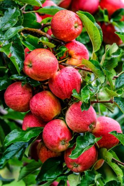 Ağaçta kırmızı elmalar. Toplamadan önce elma bahçesinde olgun elmalar. Elma bahçesi. Bir sepet elma. Sabah içkisi.