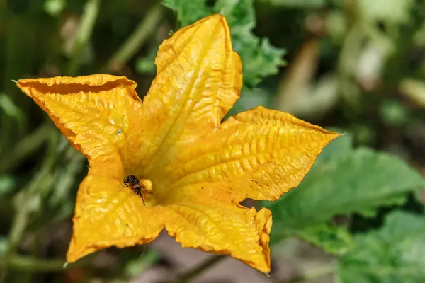 stock image Flowering pumpkin.Growing pumpkins in the garden in the garden.yellow Flowers of courgette, zucchini. Yellow pumpkin flower in garden on blurred background