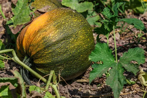 stock image pumpkin yellow green close up.Growing pumpkins in the garden in the garden.A view of a field. Orange pumpkins growing in the garden. Autumn october. 