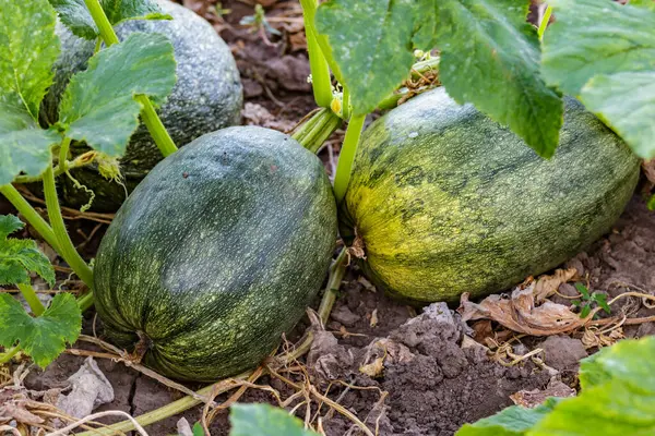 stock image pumpkin yellow green close up.Growing pumpkins in the garden in the garden.A view of a field. Orange pumpkins growing in the garden. Autumn october. 