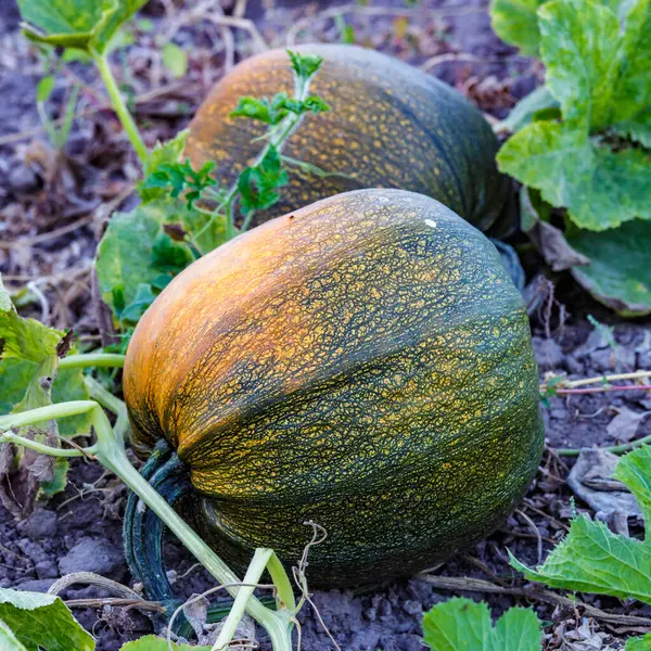 stock image pumpkin yellow green close up.Growing pumpkins in the garden in the garden.A view of a field. Orange pumpkins growing in the garden. Autumn october. 