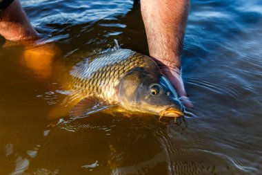 Carpfishing session at the Lake.Large carp fish being released back into the lake water after being caught.Fishing adventures.Catch and release sport fish clipart