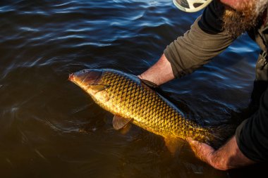 Lakers 'ta balık avı. Yakaladıktan sonra büyük sazan balığı göle bırakılıyor. Balık avlama maceraları.