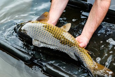 Lakers 'ta balık avı. Yakaladıktan sonra büyük sazan balığı göle bırakılıyor. Balık avlama maceraları.