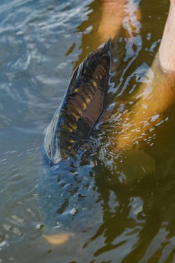 Lakers 'ta balık avı. Yakaladıktan sonra büyük sazan balığı göle bırakılıyor. Balık avlama maceraları.