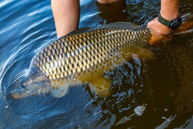 Lakers 'ta balık avı. Yakaladıktan sonra büyük sazan balığı göle bırakılıyor. Balık avlama maceraları.