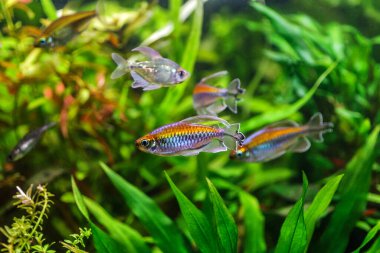 Balıklı tropikal tatlı su akvaryumu. Kongo tetrası, fenogrammus kesintisi, su bitkileri.. 