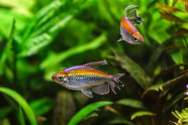 Balıklı tropikal tatlı su akvaryumu. Kongo tetrası, fenogrammus kesintisi, su bitkileri.. 