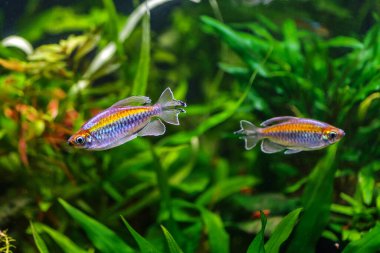 Balıklı tropikal tatlı su akvaryumu. Kongo tetrası, fenogrammus kesintisi, su bitkileri.. 
