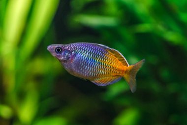 Yeşil, güzel bir tropikal tatlı su akvaryumu. Balıklı. Boeseman 'ın yağmur balığı - Melanotaenia boesemani, su bitkileriyle..