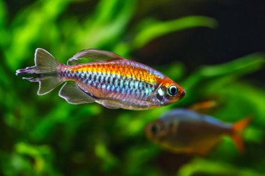Balıklı tropikal tatlı su akvaryumu. Kongo tetrası, fenogrammus kesintisi, su bitkileri.. 