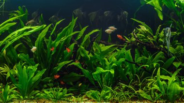 Güzel bir yeşil tropikal tatlı su akvaryum balıkları ile yerleştirmiş. Zebra melek balığı (pterophyllum scalare) Akvaryum