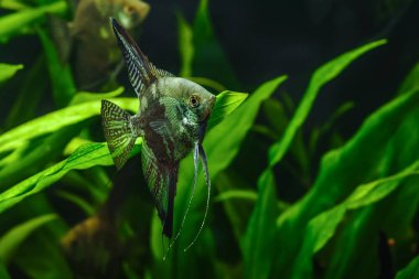 Güzel bir yeşil tropikal tatlı su akvaryum balıkları ile yerleştirmiş. Zebra melek balığı (pterophyllum scalare) Akvaryum