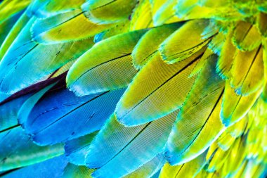 Makaw kanatları. Doğanın çarpıcı güzelliği. Canlı, mavi ve sarı renkli. Büyük Amazon papağanı Kırmızı Macaw papağanı.,