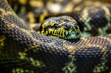 Dünyanın en uzun yılanı - Asya 'nın dev Reticulated Python' u. Sessizce uyuyan, halka şeklinde kıvrılmış, bazen Royal Python veya Ball Python olarak bilinen yılan.