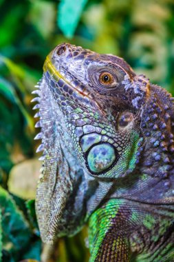 Yeşil iguana, aynı zamanda Amerikan iguanası olarak da bilinir, çoğunlukla Iguana cinsinin otçul türleri. Bu, doğada korunması gereken dinozor sürüngeni kalıntısı.