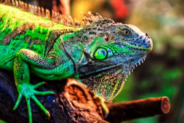 Yeşil iguana, aynı zamanda Amerikan iguanası olarak da bilinir, çoğunlukla Iguana cinsinin otçul türleri. Bu, doğada korunması gereken dinozor sürüngeni kalıntısı.