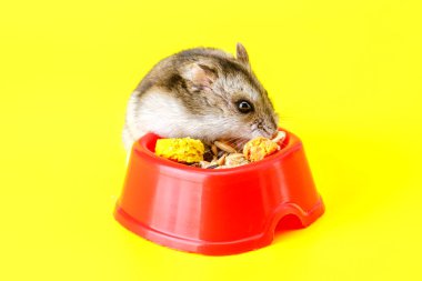 Cüce gri hamster sarı arka planda izole edilmiş. Sevimli bebek hamster, önüne bakıyor. Hamster yemek yiyor.