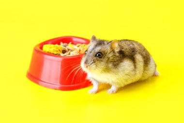 Cüce gri hamster sarı arka planda izole edilmiş. Sevimli bebek hamster, önüne bakıyor. Hamster yemek yiyor.