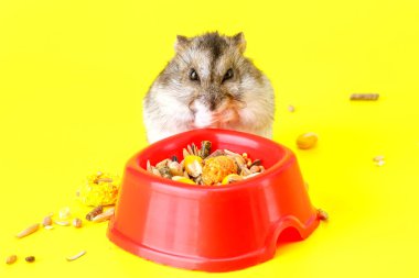 Cüce gri hamster sarı arka planda izole edilmiş. Sevimli bebek hamster, önüne bakıyor. Hamster yemek yiyor.