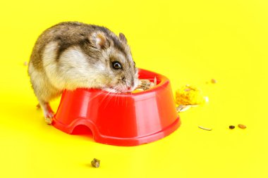 Cüce gri hamster sarı arka planda izole edilmiş. Sevimli bebek hamster, önüne bakıyor. Hamster yemek yiyor.