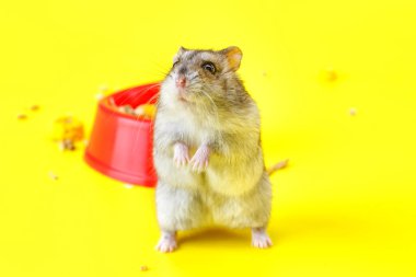 Cüce gri hamster sarı arka planda izole edilmiş. Sevimli bebek hamster, önüne bakıyor. Hamster yemek yiyor.