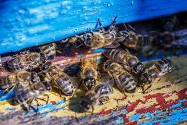 Wooden beehive and bees.The bees return to the beehive after the honeyflow.Honey bees on home apiary, apiculture concept clipart