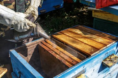 Arı yetiştiricisi arılarla ve arı kovanlarıyla çalışıyor. Arı kovanının açık olan gövdesine yakından bakın. Bal arılarının yaşadığı çerçeveleri gösteriyor. Görüntü.