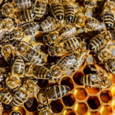 Bal peteği üzerinde çalışan arıların makro fotoğrafı. Arılarla yakın plan güzel bal peteği. Arılarla bal hücresi..