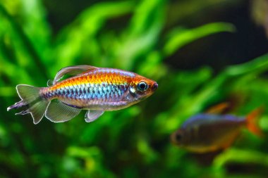 Balıklı tropikal tatlı su akvaryumu. Kongo tetrası, fenogrammus kesintisi, su bitkileri.. 