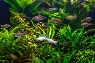 Balıklı tropikal tatlı su akvaryumu. Kongo tetrası, fenogrammus kesintisi, su bitkileri.. 