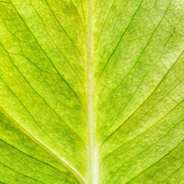 Sonbahar Yeşilliği 'nin Macro fotoğrafı. Arkaplan olarak yeşil yaprak. Yaprağın doğal dokusu.