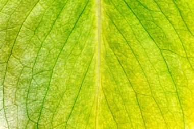 Sonbahar Yeşilliği 'nin Macro fotoğrafı. Arkaplan olarak yeşil yaprak. Yaprağın doğal dokusu.