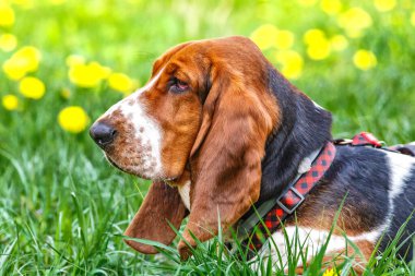 Çiçeklerle çimlerin üzerinde Basset köpeği.. Köpeğin uzun kulakları ve üzgün gözleri var. İngiltere 'de yetişen av köpekleri..