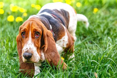 Çiçeklerle çimlerin üzerinde Basset köpeği.. Köpeğin uzun kulakları ve üzgün gözleri var. İngiltere 'de yetişen av köpekleri..