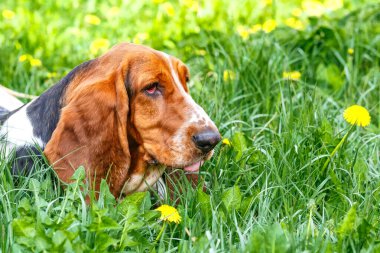 Çiçeklerle çimlerin üzerinde Basset köpeği.. Köpeğin uzun kulakları ve üzgün gözleri var. İngiltere 'de yetişen av köpekleri..