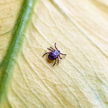 Tik, Ixodida, yaprakta. Dişi kene - Ixodes ricinus. Ensefalit veya Lyme borreliosis gibi bulaşıcı hastalıkların taşıyıcısı..