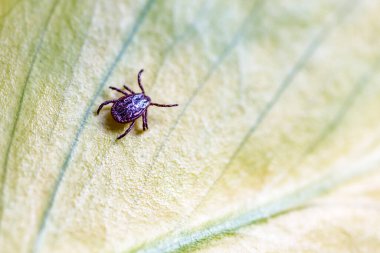 Tik, Ixodida, yaprakta. Dişi kene - Ixodes ricinus. Ensefalit veya Lyme borreliosis gibi bulaşıcı hastalıkların taşıyıcısı..