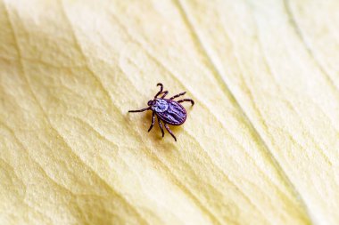 Tick, Ixodida, on the leaf.Adult female tick - Ixodes ricinus.Carrier of infectious diseases as encephalitis or Lyme borreliosis. clipart