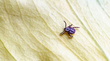 Tik, Ixodida, yaprakta. Dişi kene - Ixodes ricinus. Ensefalit veya Lyme borreliosis gibi bulaşıcı hastalıkların taşıyıcısı..