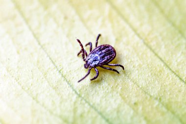 Tik, Ixodida, yaprakta. Dişi kene - Ixodes ricinus. Ensefalit veya Lyme borreliosis gibi bulaşıcı hastalıkların taşıyıcısı..
