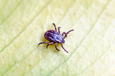 Tik, Ixodida, yaprakta. Dişi kene - Ixodes ricinus. Ensefalit veya Lyme borreliosis gibi bulaşıcı hastalıkların taşıyıcısı..