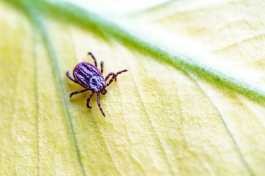 Tick, Ixodida, on the leaf.Adult female tick - Ixodes ricinus.Carrier of infectious diseases as encephalitis or Lyme borreliosis. clipart