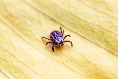 Tik, Ixodida, yaprakta. Dişi kene - Ixodes ricinus. Ensefalit veya Lyme borreliosis gibi bulaşıcı hastalıkların taşıyıcısı..