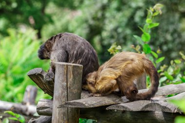 Komik maymunlar. Ormandaki ağaçta oturan kapuçin vahşi maymunun güzel portresi. İki komik maymun manzarası.. 