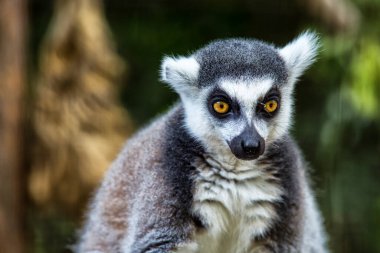 Tek Lemur doğrudan kameraya bakıyor. Halka kuyruklu lemur (lemur catta), Madagaskar