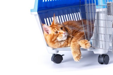 Kedi ırkı Maine Rakunu zencefil renkli kedi taşıyıcıda yatar. Hayvanlar için taşır. Yer değiştirme ve hayvan taşıma konsepti. Büyük bir kedi..