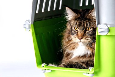 Kedi ırkı olan Maine Rakunu kedi taşıyıcıda yatar. Hayvanlar için taşır. Yer değiştirme ve hayvan taşıma konsepti. Büyük bir kedi..