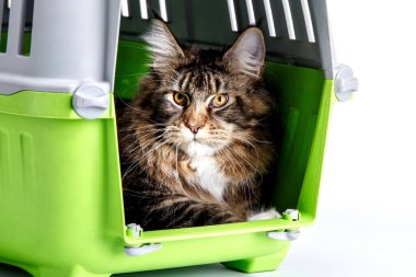 Kedi ırkı olan Maine Rakunu kedi taşıyıcıda yatar. Hayvanlar için taşır. Yer değiştirme ve hayvan taşıma konsepti. Büyük bir kedi..